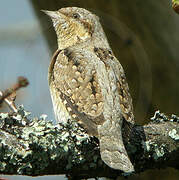 Eurasian Wryneck