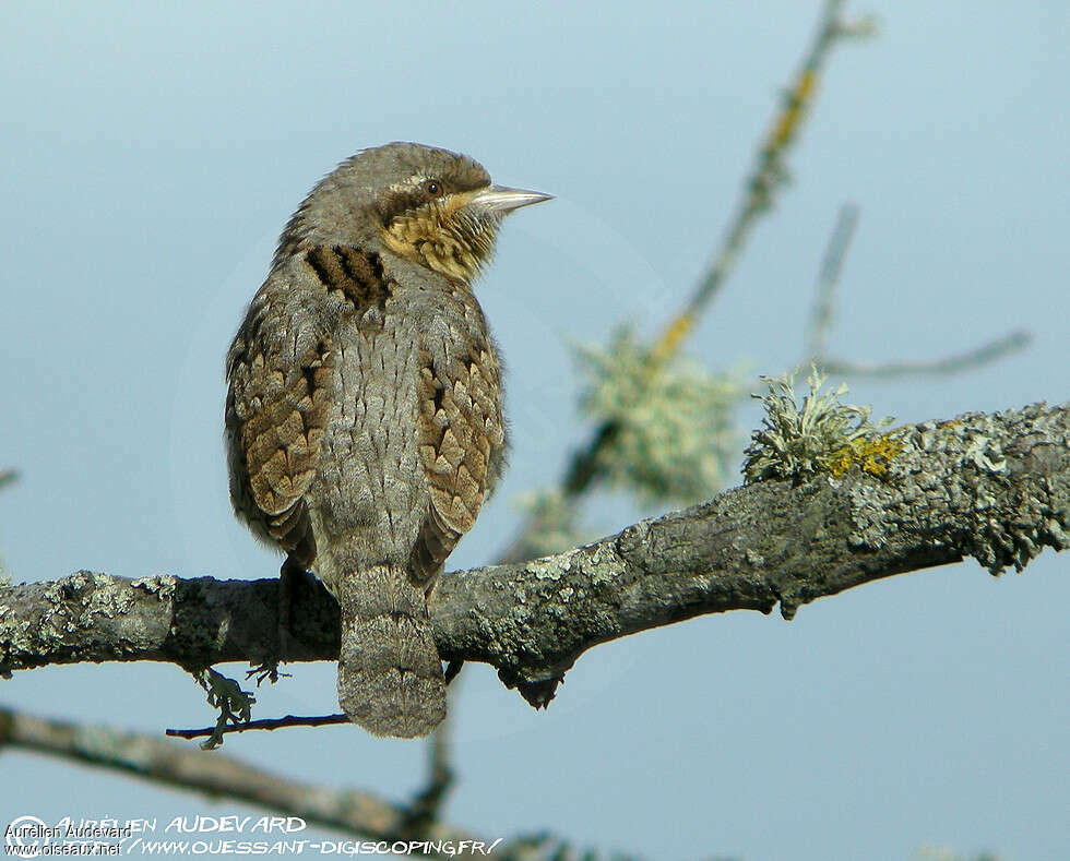 Eurasian Wryneckadult, identification