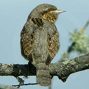 Eurasian Wryneck