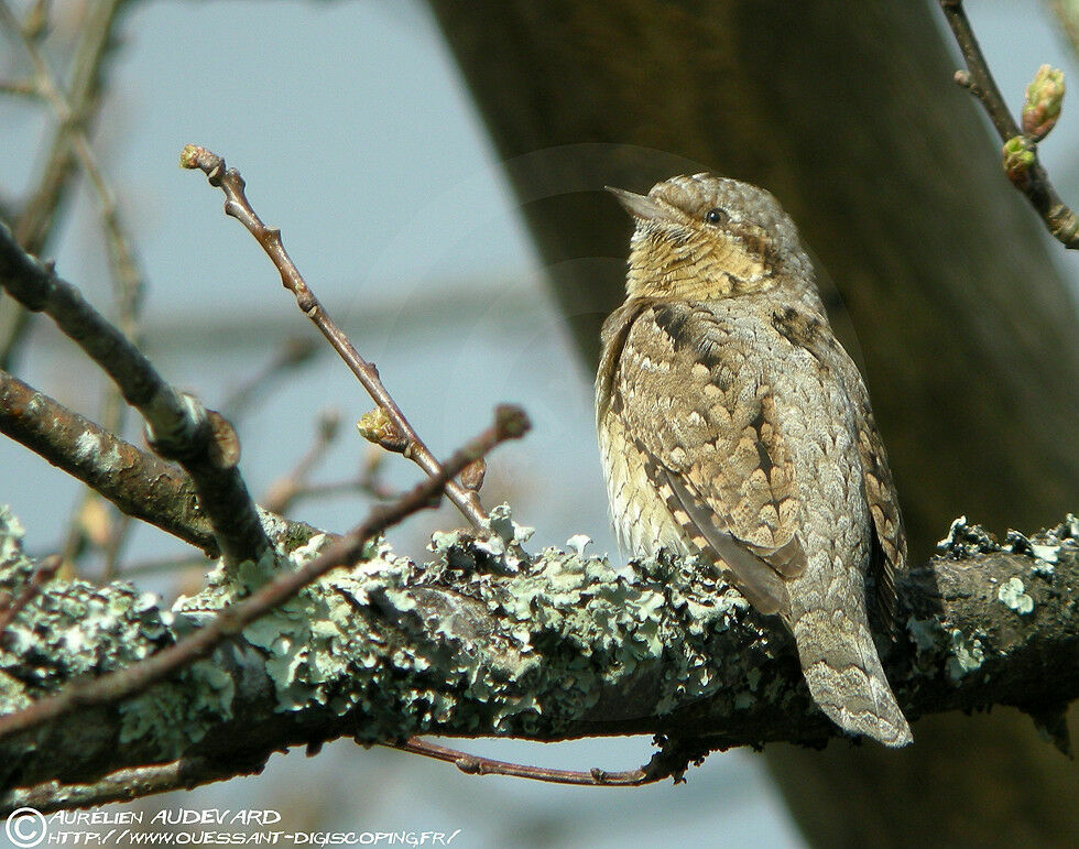 Eurasian Wryneck male adult breeding, identification