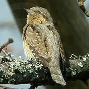 Eurasian Wryneck