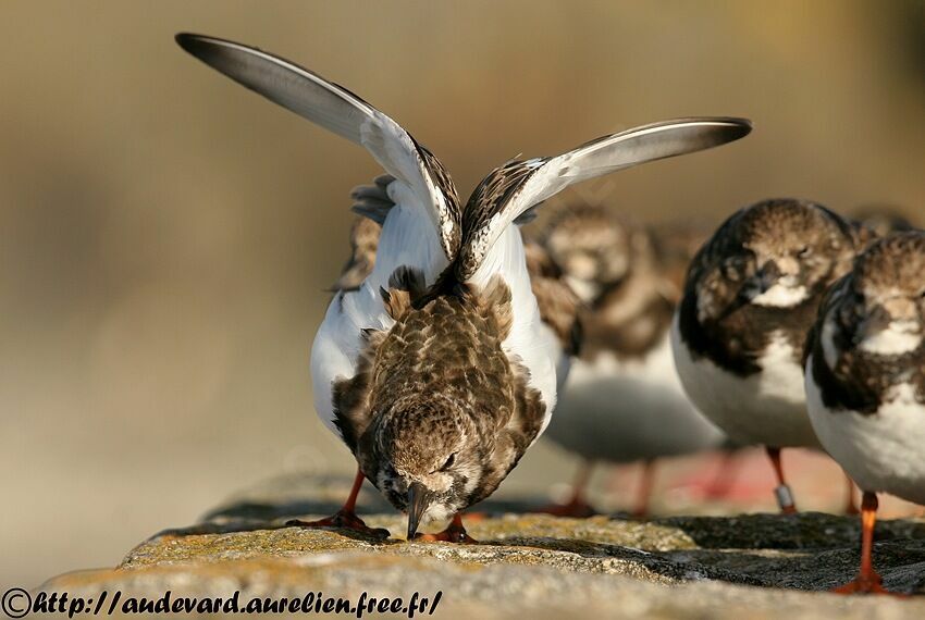 Ruddy Turnstone