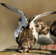 Ruddy Turnstone