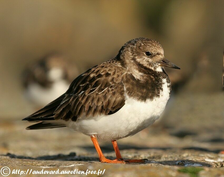 Ruddy Turnstone