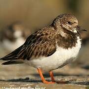 Ruddy Turnstone