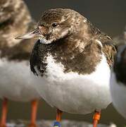 Ruddy Turnstone