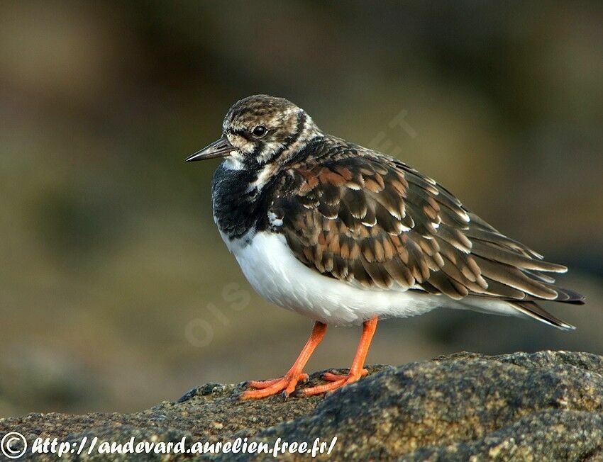 Ruddy Turnstone female adult breeding