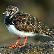 Ruddy Turnstone