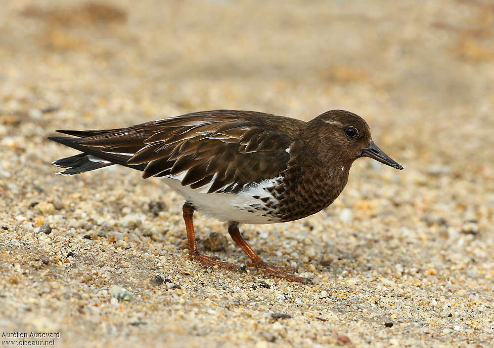 Tournepierre noir, identification