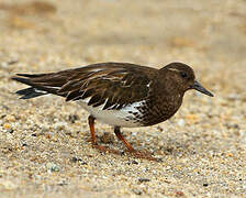 Black Turnstone