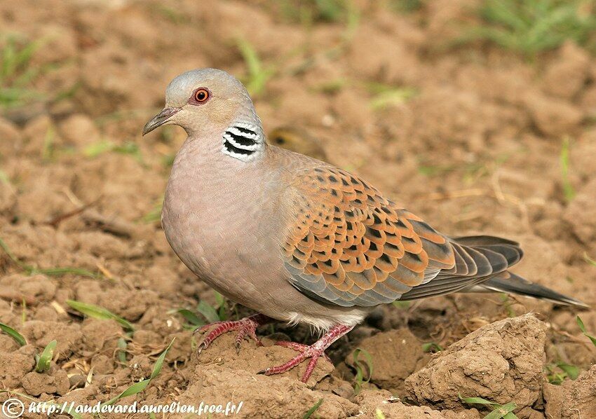 European Turtle Dove