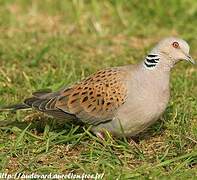 European Turtle Dove