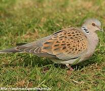 European Turtle Dove