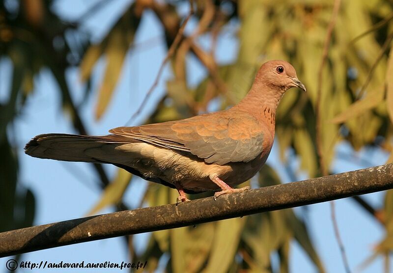 Laughing Dove