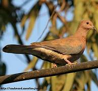 Laughing Dove