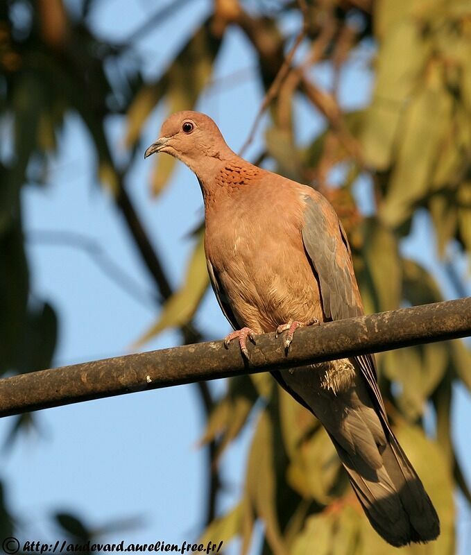 Laughing Doveadult breeding