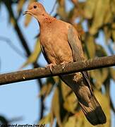 Laughing Dove