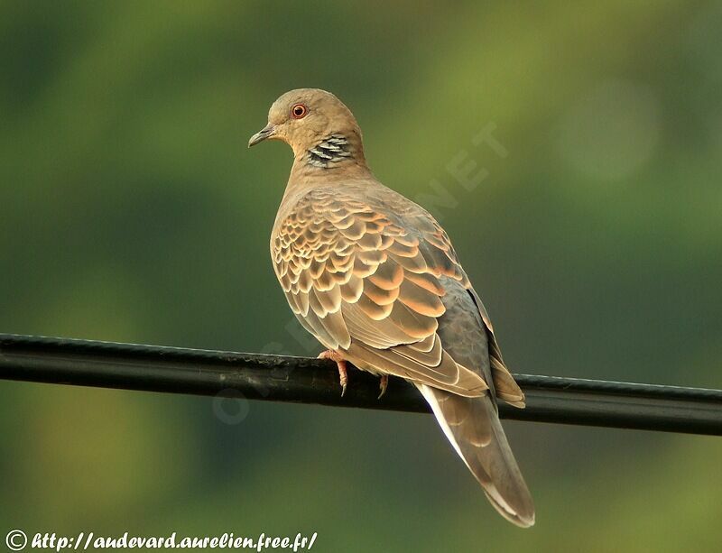 Oriental Turtle Dove