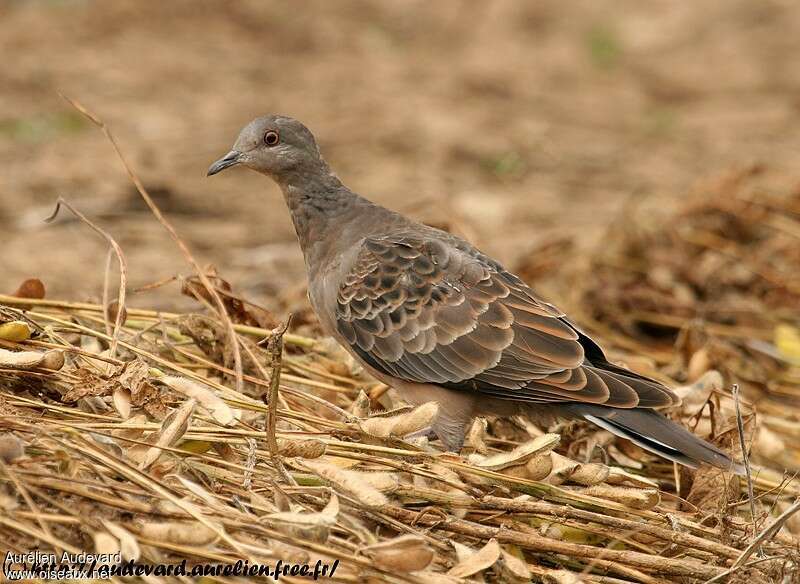 Tourterelle orientale1ère année, identification