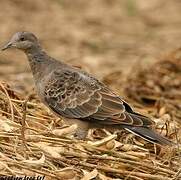 Oriental Turtle Dove