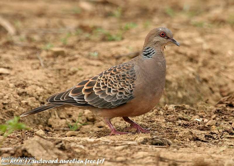 Tourterelle orientaleadulte, identification