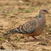 Oriental Turtle Dove