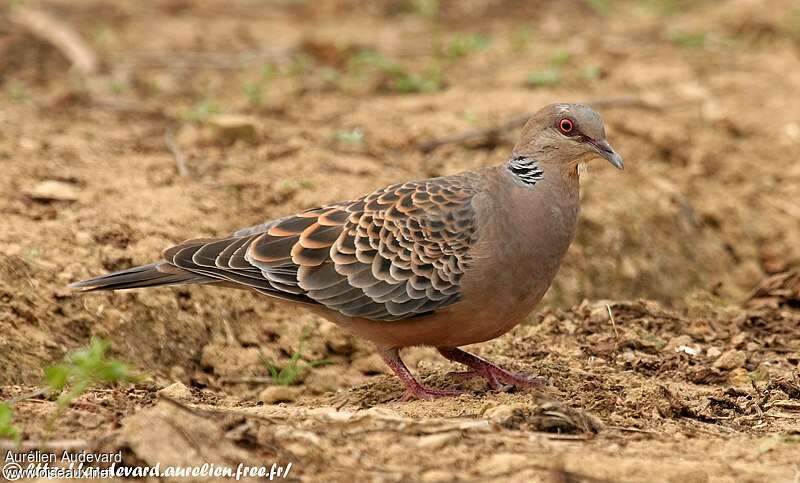 Oriental Turtle Doveadult post breeding