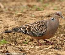 Oriental Turtle Dove