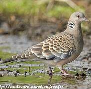 Oriental Turtle Dove