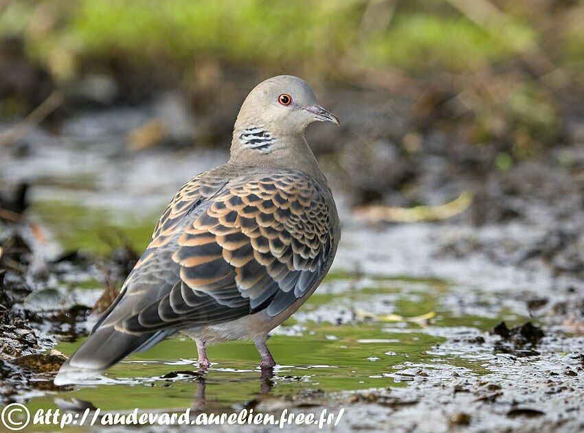 Oriental Turtle Doveadult breeding