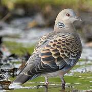 Oriental Turtle Dove