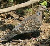 Oriental Turtle Dove