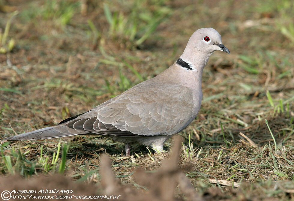 Eurasian Collared Dove