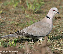 Eurasian Collared Dove