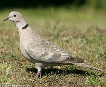 Eurasian Collared Dove