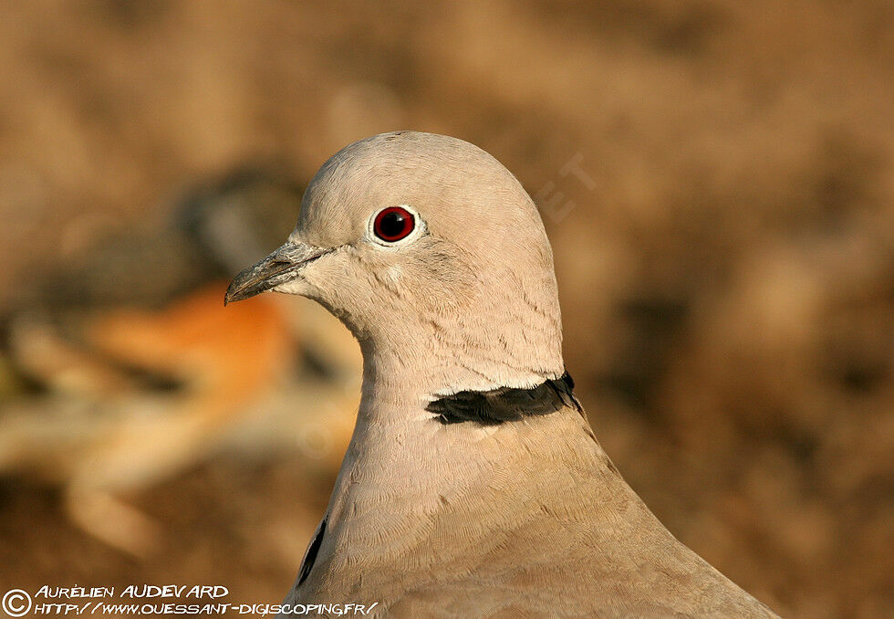 Eurasian Collared Doveadult breeding