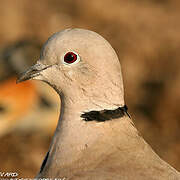 Eurasian Collared Dove