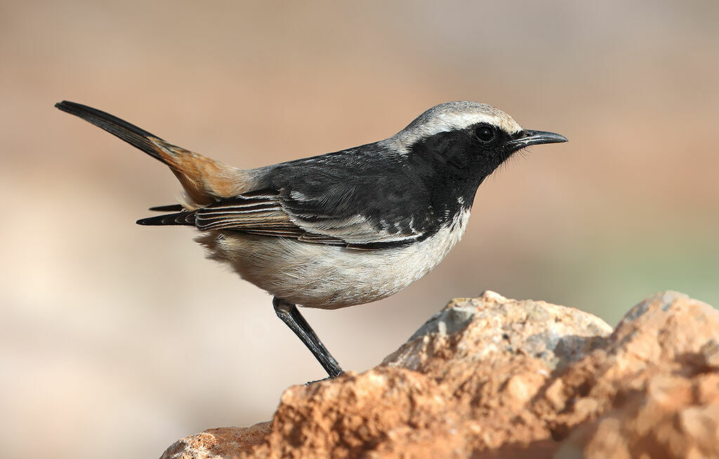 Red-rumped Wheatear male adult breeding, identification