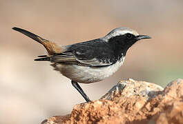 Red-rumped Wheatear