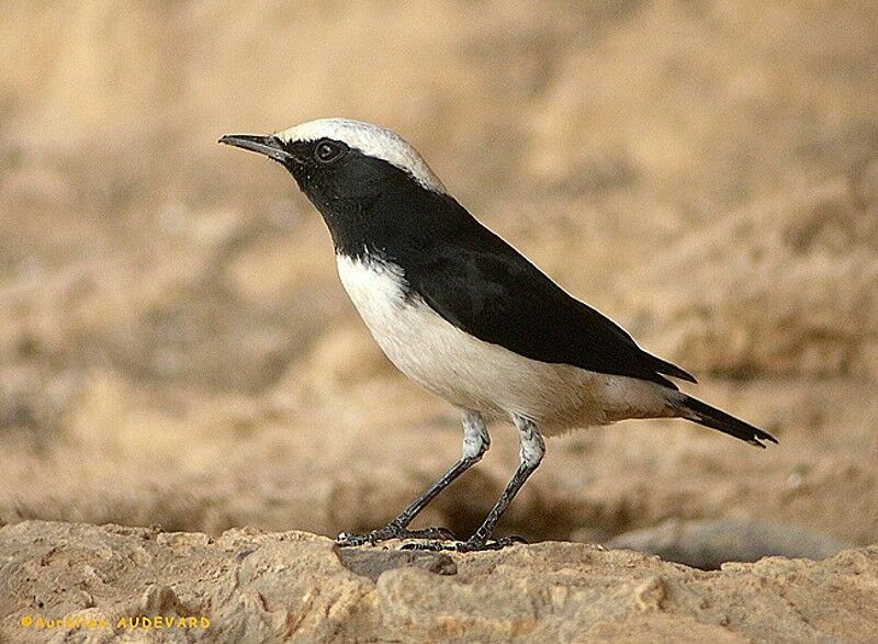 Arabian Wheatear