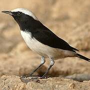 Arabian Wheatear