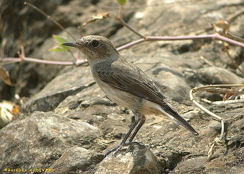 Arabian Wheatear