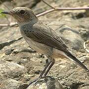 Arabian Wheatear