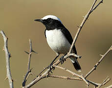 Arabian Wheatear