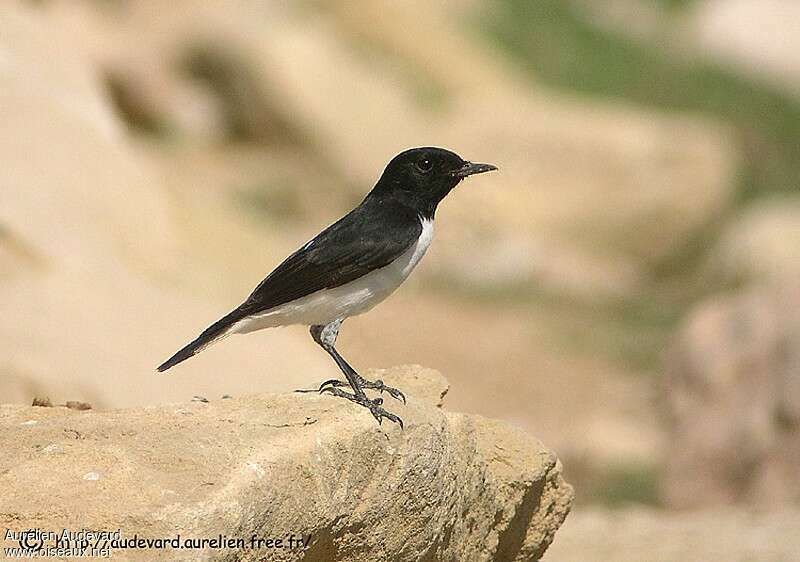 Hume's Wheatear, identification