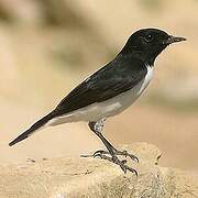 Hume's Wheatear