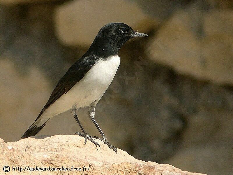 Hume's Wheatear male adult