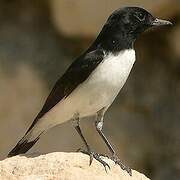 Hume's Wheatear