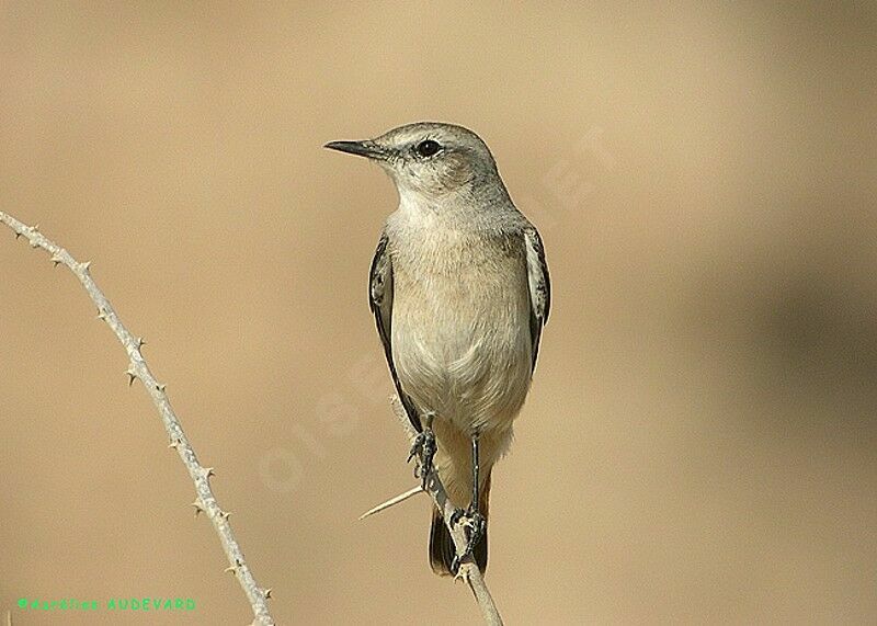 Red-tailed Wheatear