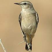 Red-tailed Wheatear